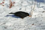 Vögel im winterlichen Kiez, Amsel (m)