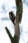 Vögel im winterlichen Kiez, Buntspecht