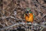 Eisvogel mit Stichling