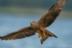 black kite