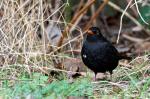 Amsel