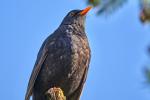 Amsel