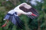 storch als Mitzieher