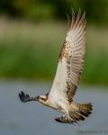 osprey hochkant