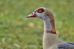 Nilgans