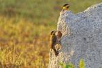 Feldspechte Pantanal