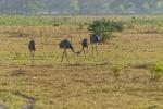 Nandus im Pantanal