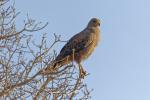 Savannenbussard  im Pantanal