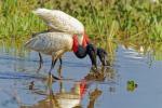 Jabirus im Pantanal