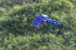 Hayzintharas in Pantanal