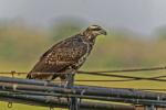 Graubussard ? im Pantanal