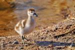 Nilgans