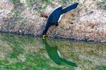 Nacktgesichtshokko im Pantanal