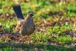 Amsel