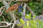 Kahnschnabel im Pantanal