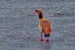 Nilgans auf Eis