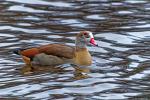 Nilgans