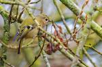 Wintergoldhähnchen