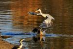 Graureiher und Kormoran Makutsi