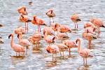 Zwergflamingos