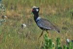 Gackeltrappe  Etosha