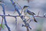 Nektarvogel Namibia