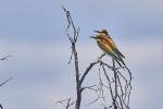 Bienenfresser Etosha