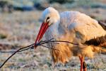 Storch