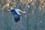 Storch