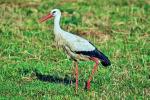 Storch