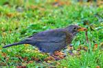 Amsel