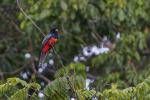 Blauscheiteltrogon