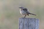 Camposspotdrossel Mato Grosso