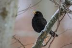 Amsel