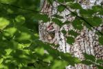 Buntspecht Jungvogel