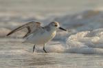 sanderling 2