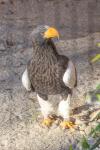 Sibirischer Riesenadler