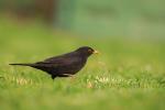 Amsel