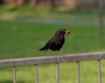 Amsel