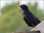 Amsel2.