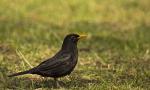 Amsel