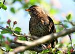 Amsel 1