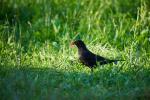 Amsel