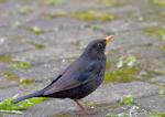 Amsel