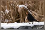 Amsel