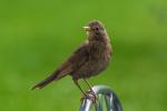 Amsel im Garten