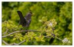 Amsel am Apfelbaum