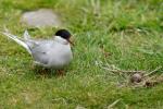 Küstenseeschwalbe (Artic Tern) mit Ei