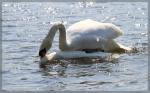 Schwan 2