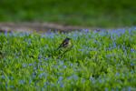 Buchfink in den Blumen